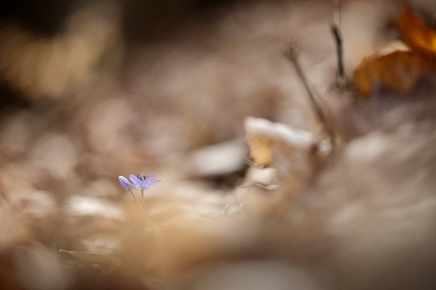 , Nicolae Fanurie Chirobocea