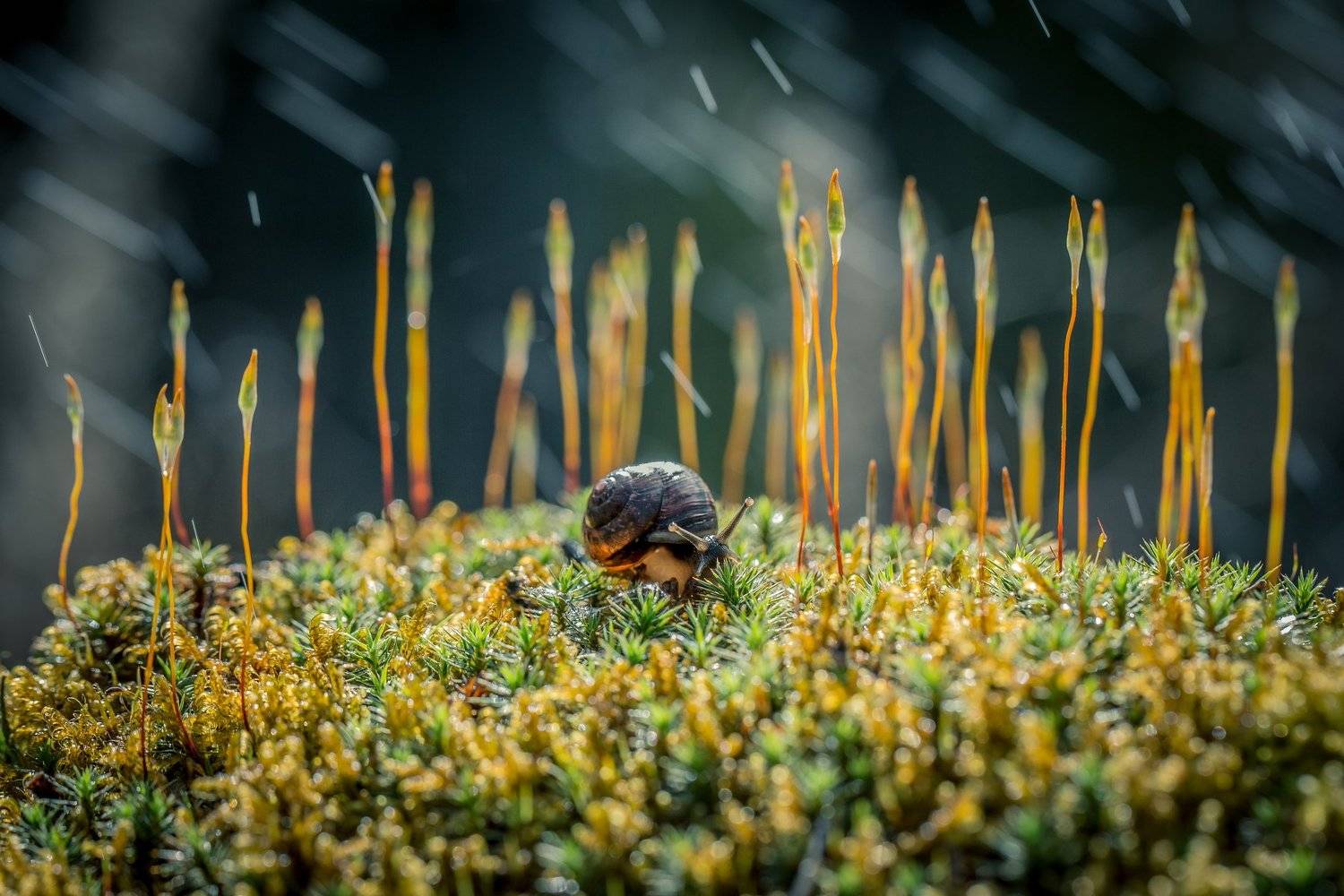 макро, улитки, улитка, Андрей Горюнов