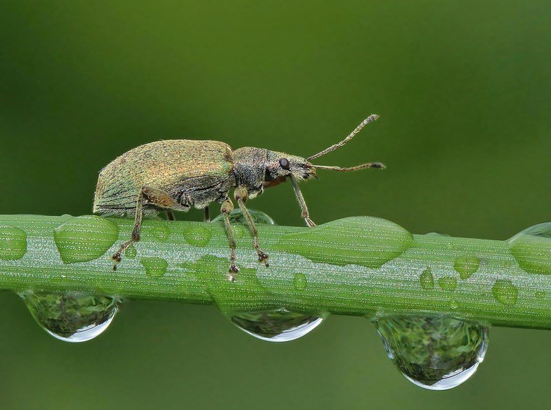 природа , насекомые , жук , капли , макро после дождя фото превью