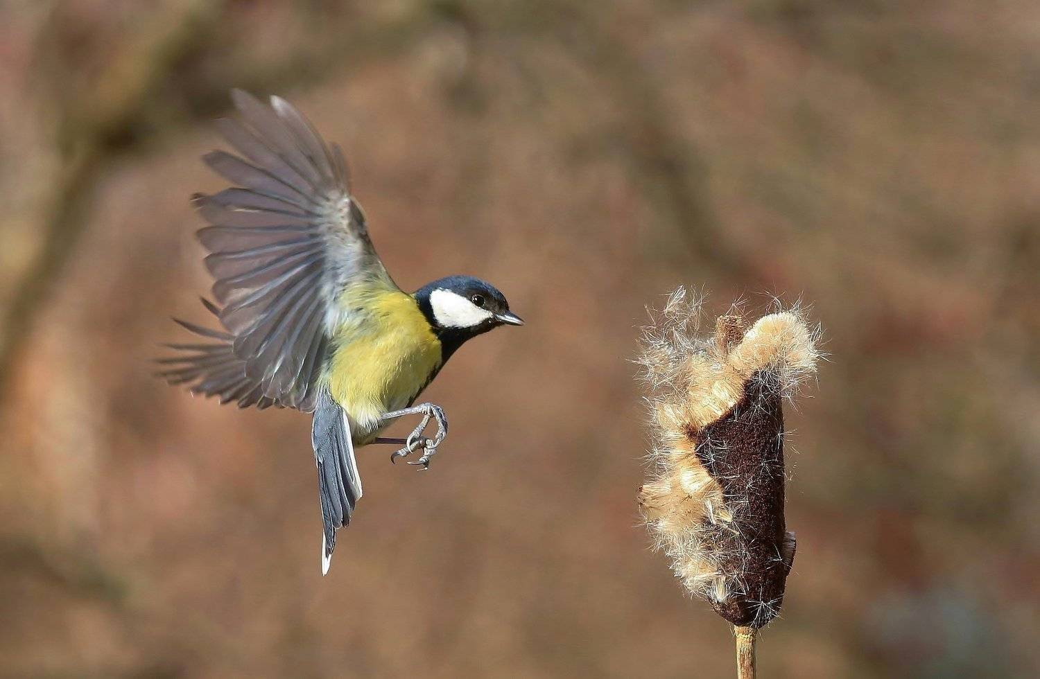 природа , птицы , синица , полёт, Андрей Головнев