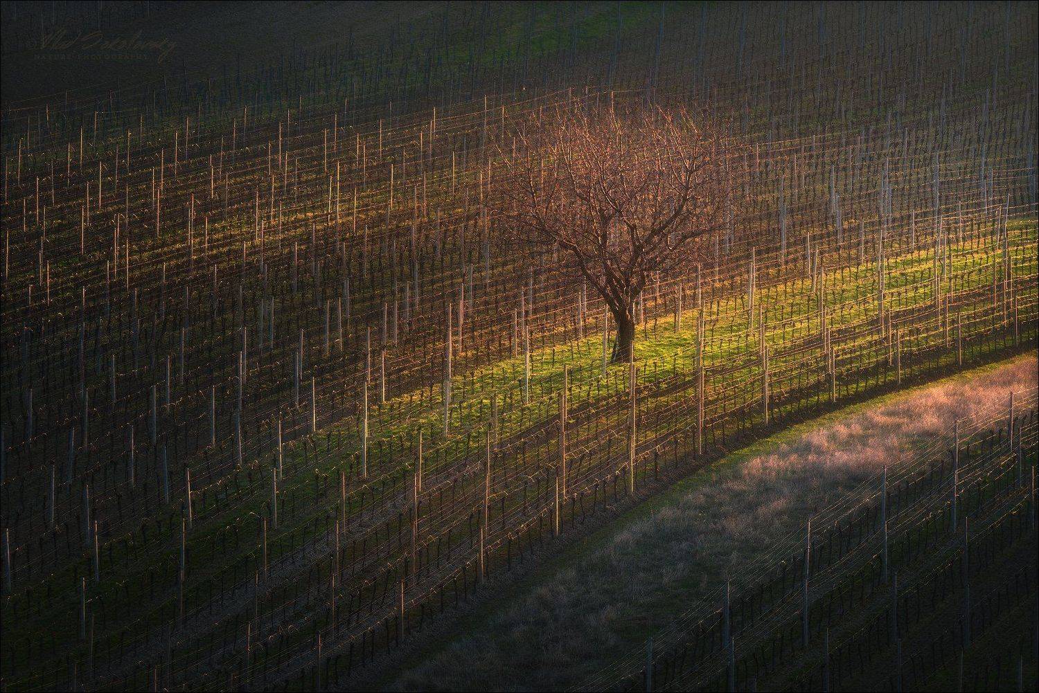 чехия, южная моравия, south moravia, czech, рапс, Влад Соколовский