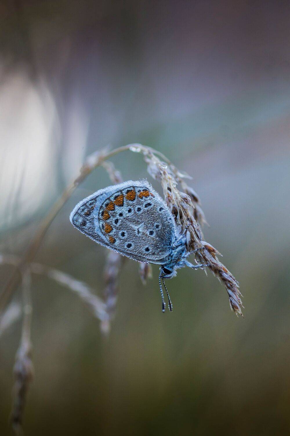 , Роман Зайцев