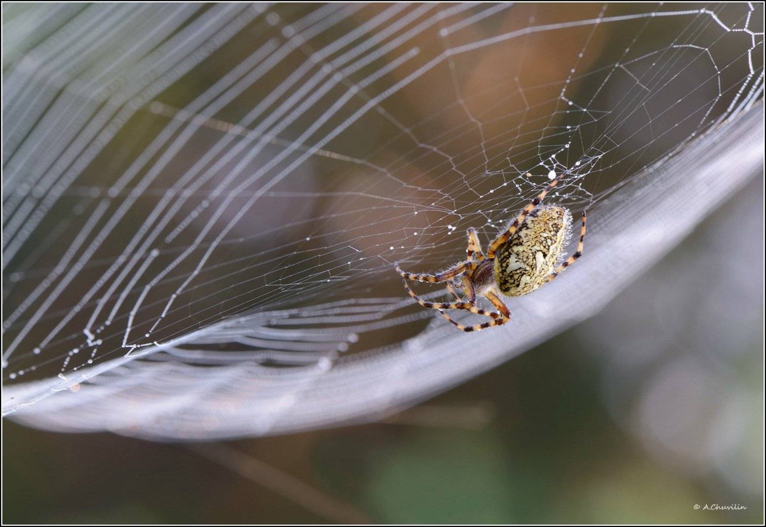 паук,паутина, Александр Чувилин