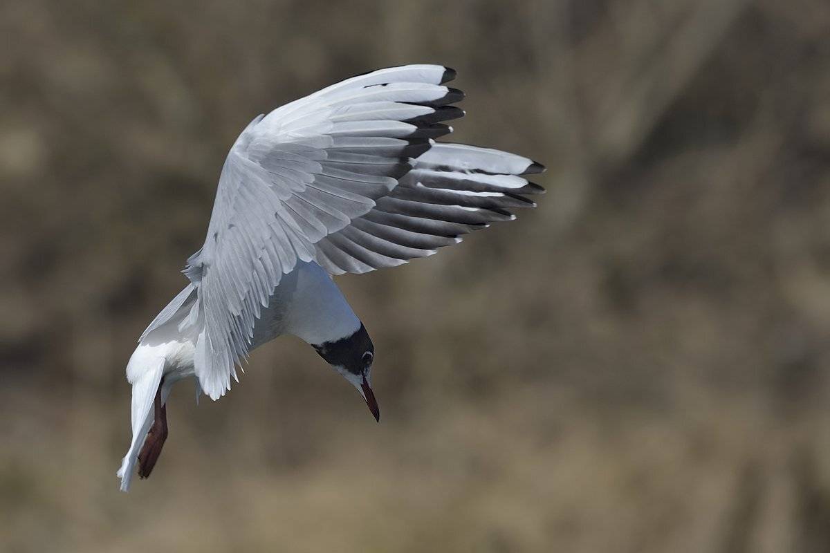 птицы birds slovakia, Jaroslav Mego