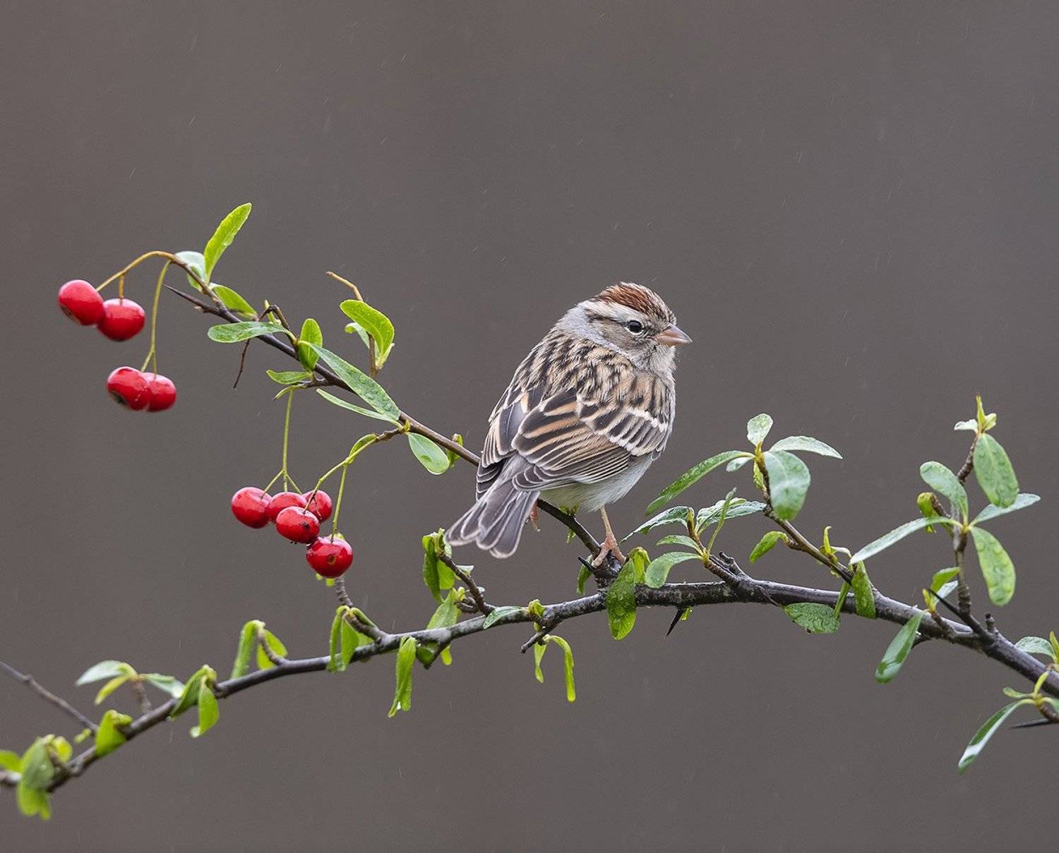 обыкновенная воробьиная овсянка, chipping sparrow, sparrow, овсянка, Elizabeth Etkind