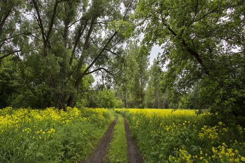 Дорога в сказку.