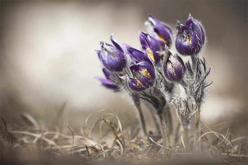 *** фото превью