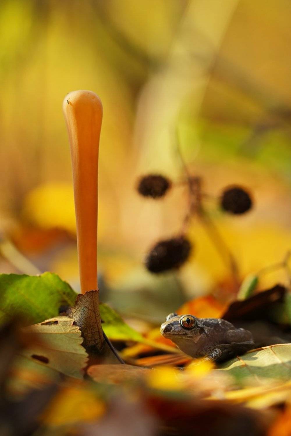 клавариадельфус, язычковый, clavariadelphus, ligula, чесночница, pelobates,fuscus, самарский, лес, гриб, макро, Sergii Markov
