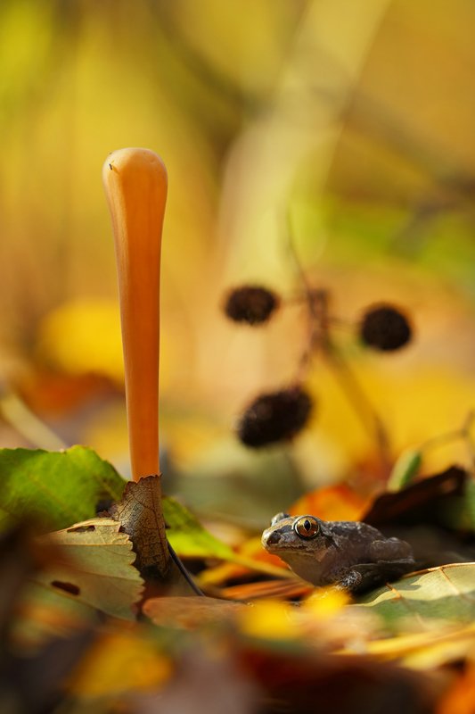 клавариадельфус, язычковый, clavariadelphus, ligula, чесночница, pelobates,fuscus, самарский, лес, гриб, макро В мечтах о принце) фото превью