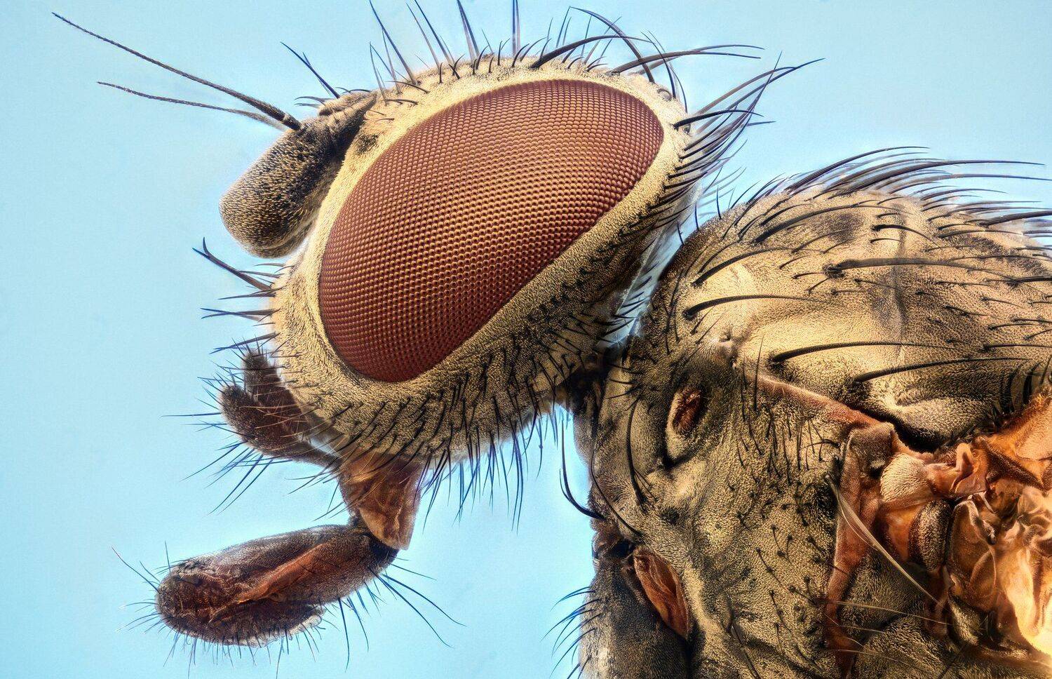 ceclii, macro, extrememacro, nikon d3400, semiplan 6.3, Tsvetan Ganev