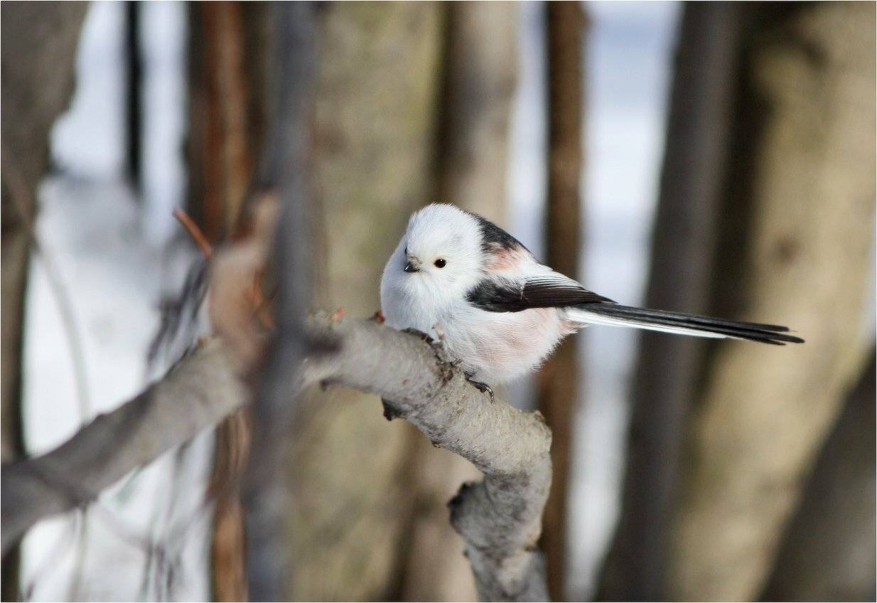 синица, ополовник, длиннохвостая синица, КарОл