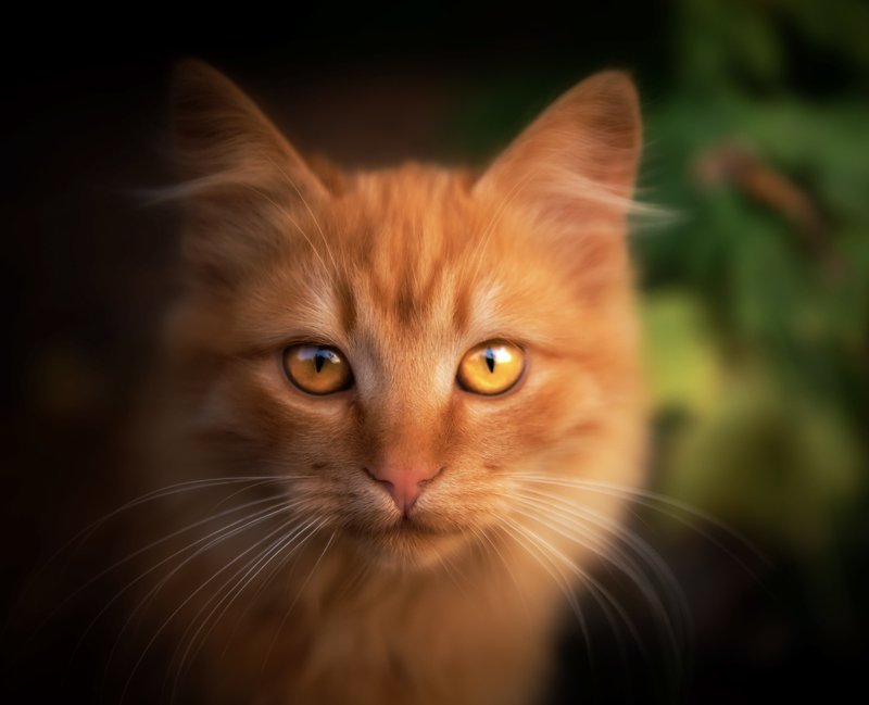 кот, рыжий Рыжее счастье фото превью