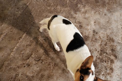 Мартовский пёс