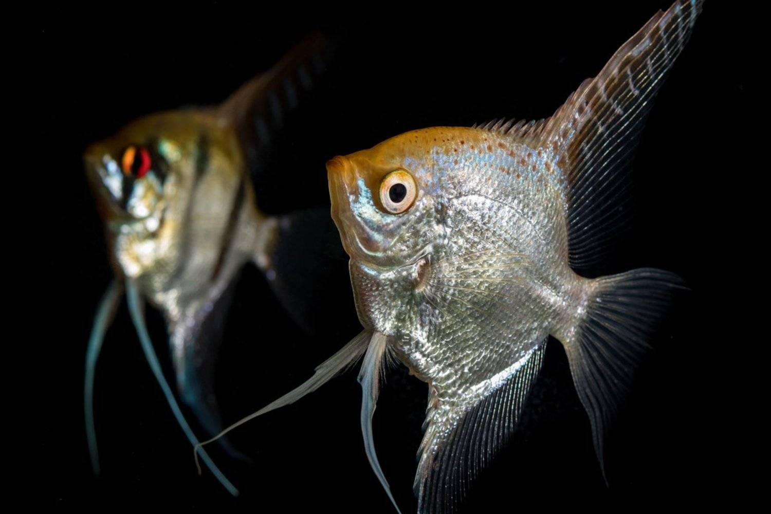 fish, aquarium, angel fish, animals, nature, home, decore, Nikolay Tatarchuk
