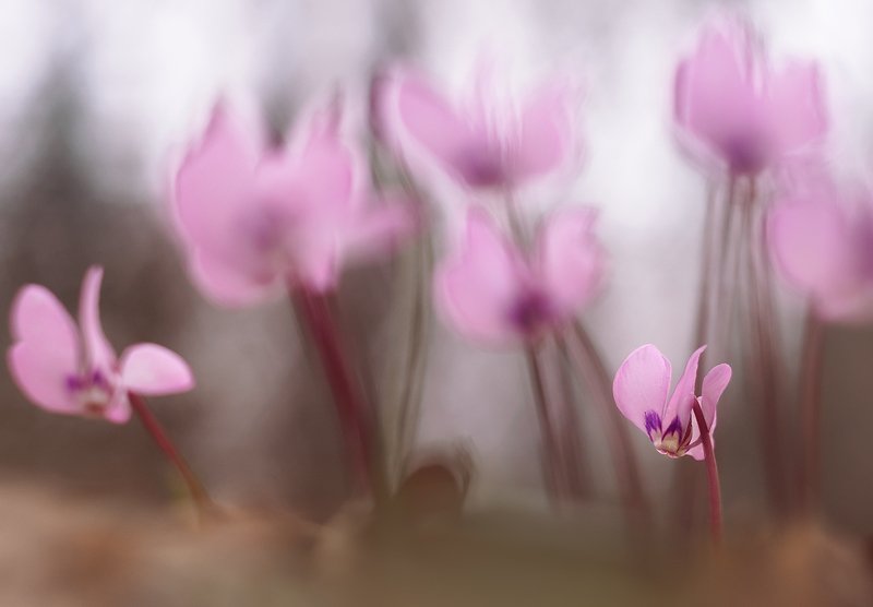 цикламен Розовые грезы :) фото превью