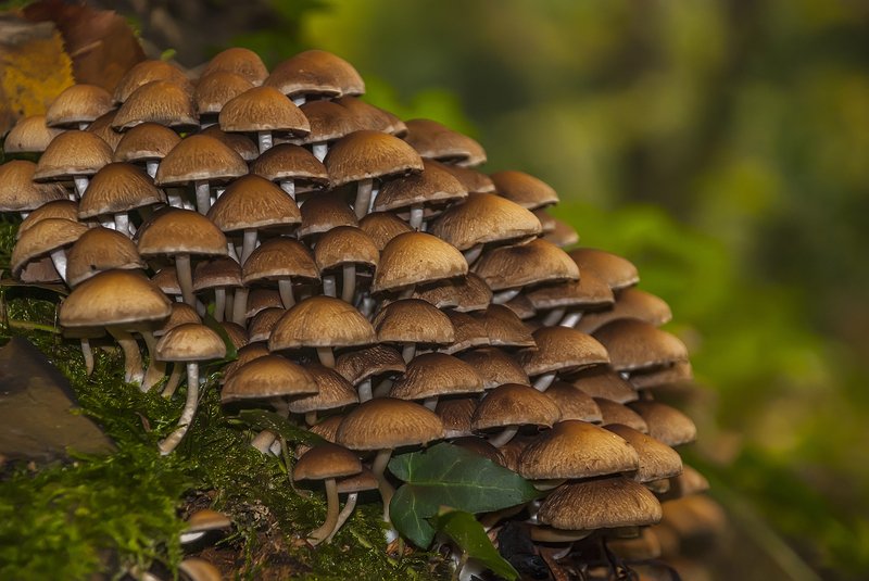 mushrooms фото превью