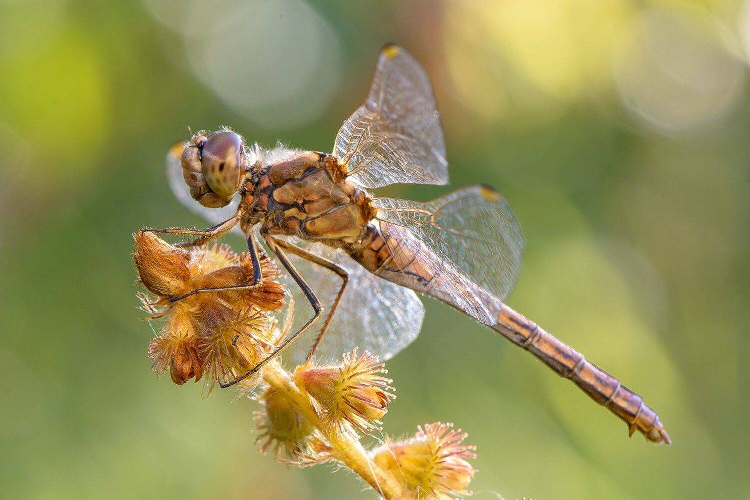 , Кузнецов Дмитрий