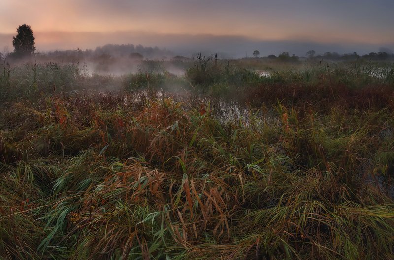 осень, рассвет, пейзаж, ленобласть, природа, туман Осень на болотах... фото превью