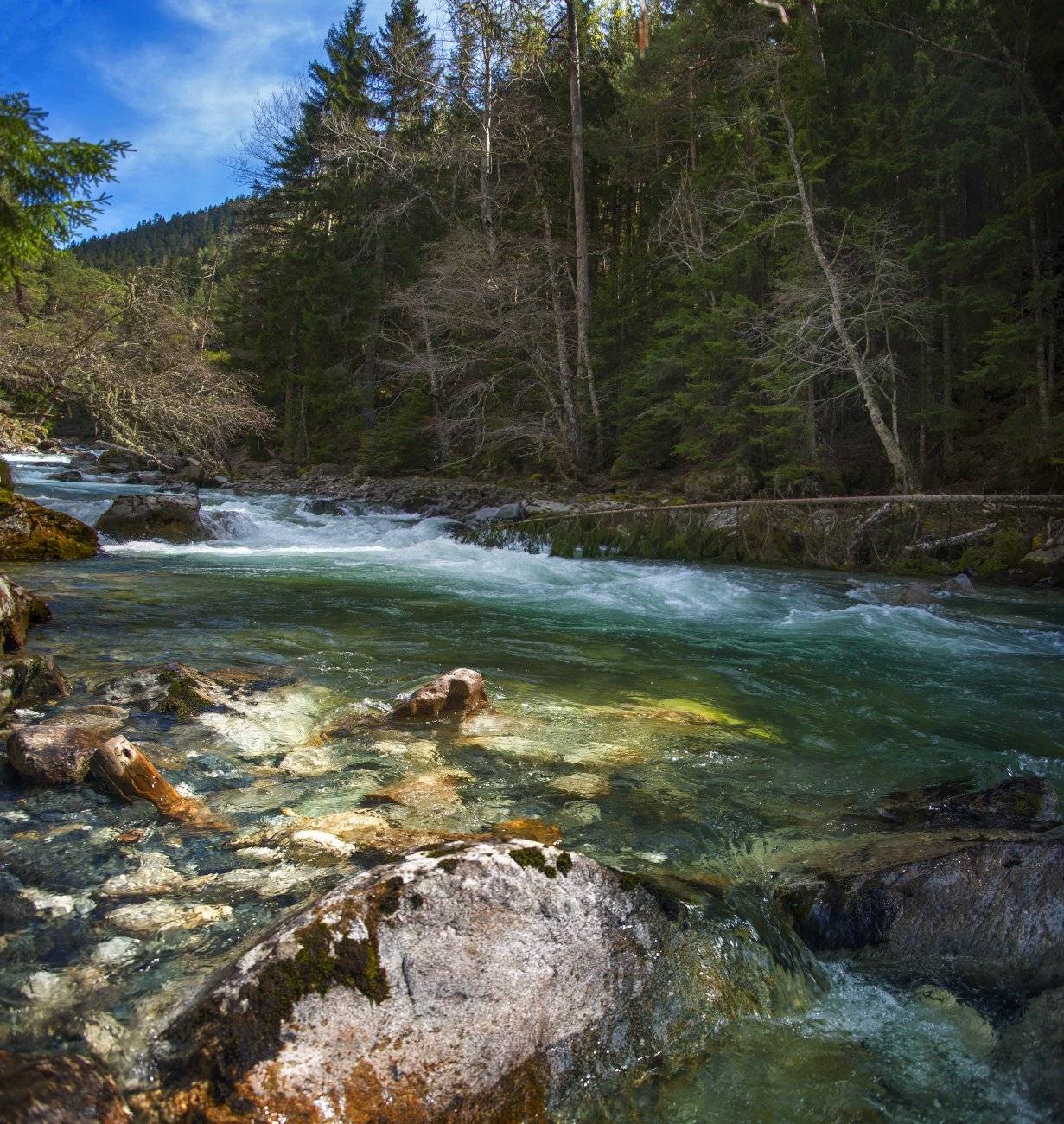 , Елена Брежицкая
