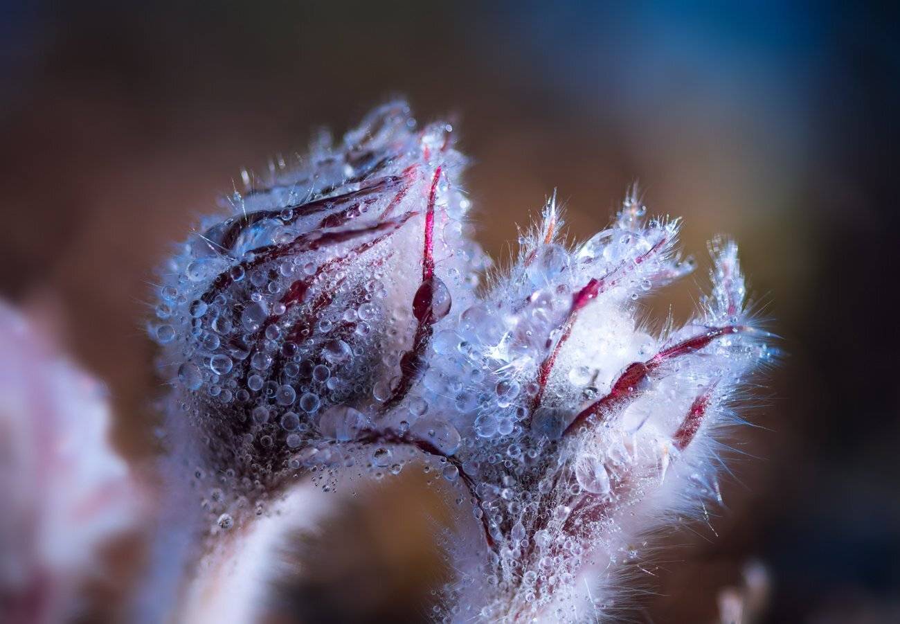 весна, цветы, сон-, трава, капли, Галанзовская Оксана