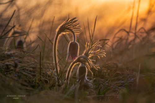 Pulsatilla pratensis