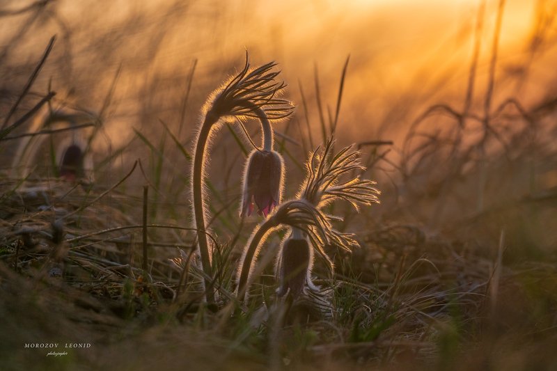 Pulsatilla pratensis фото превью