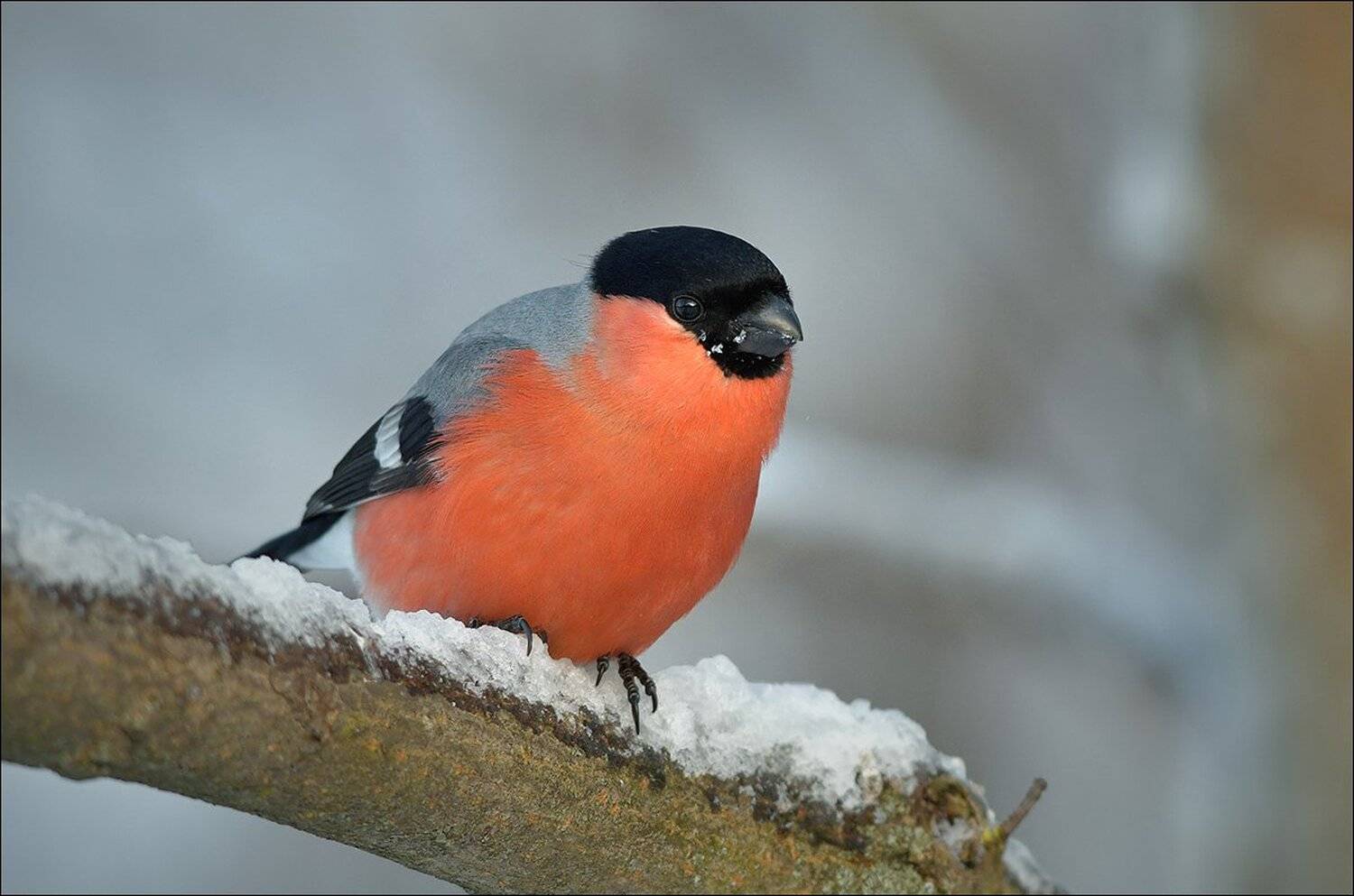 снегирь, Андрей Медведев