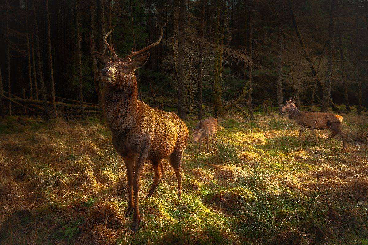 , Marek Biegalski
