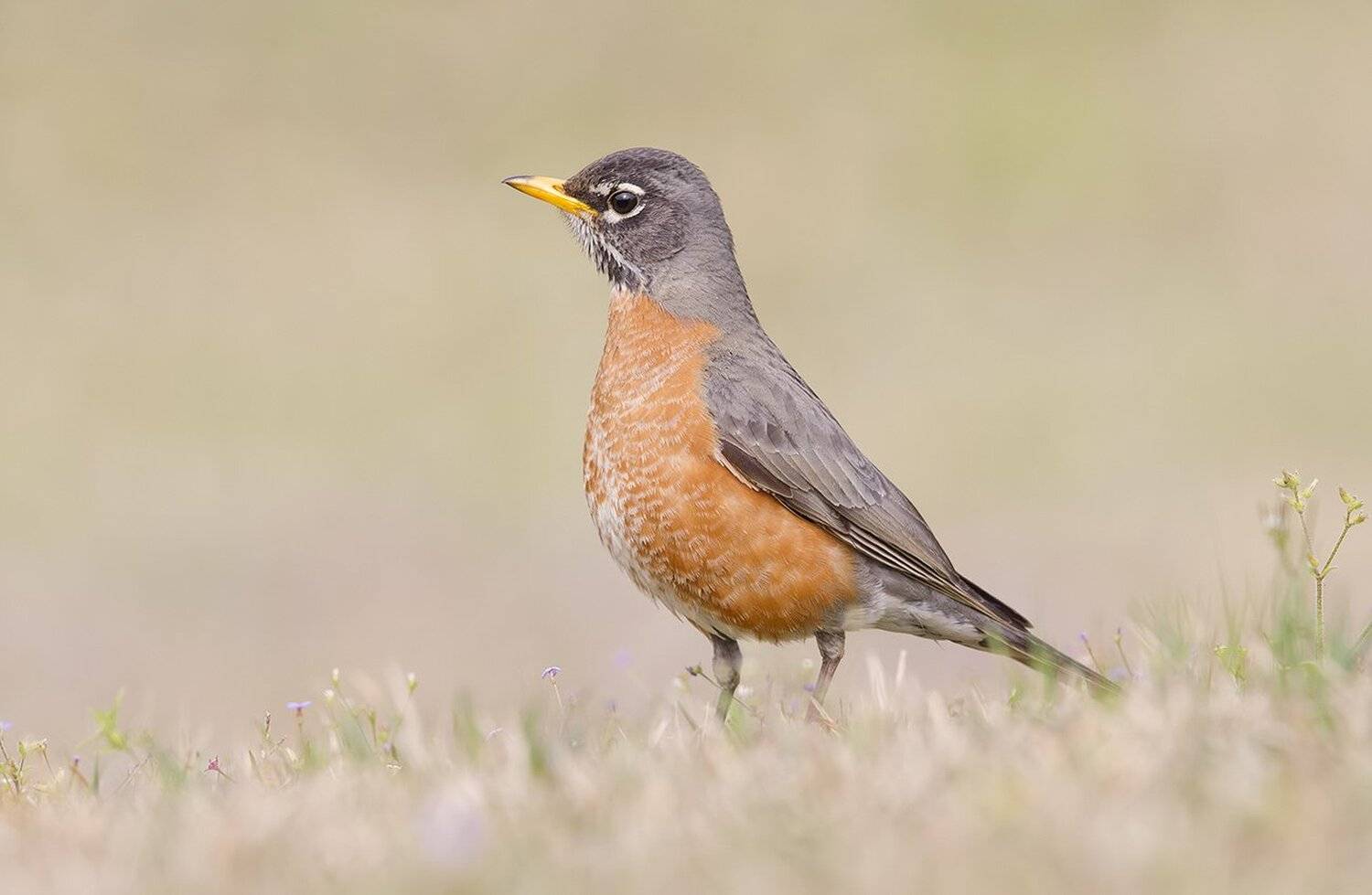 странствующий дрозд, american robin, дрозд, Elizabeth Etkind