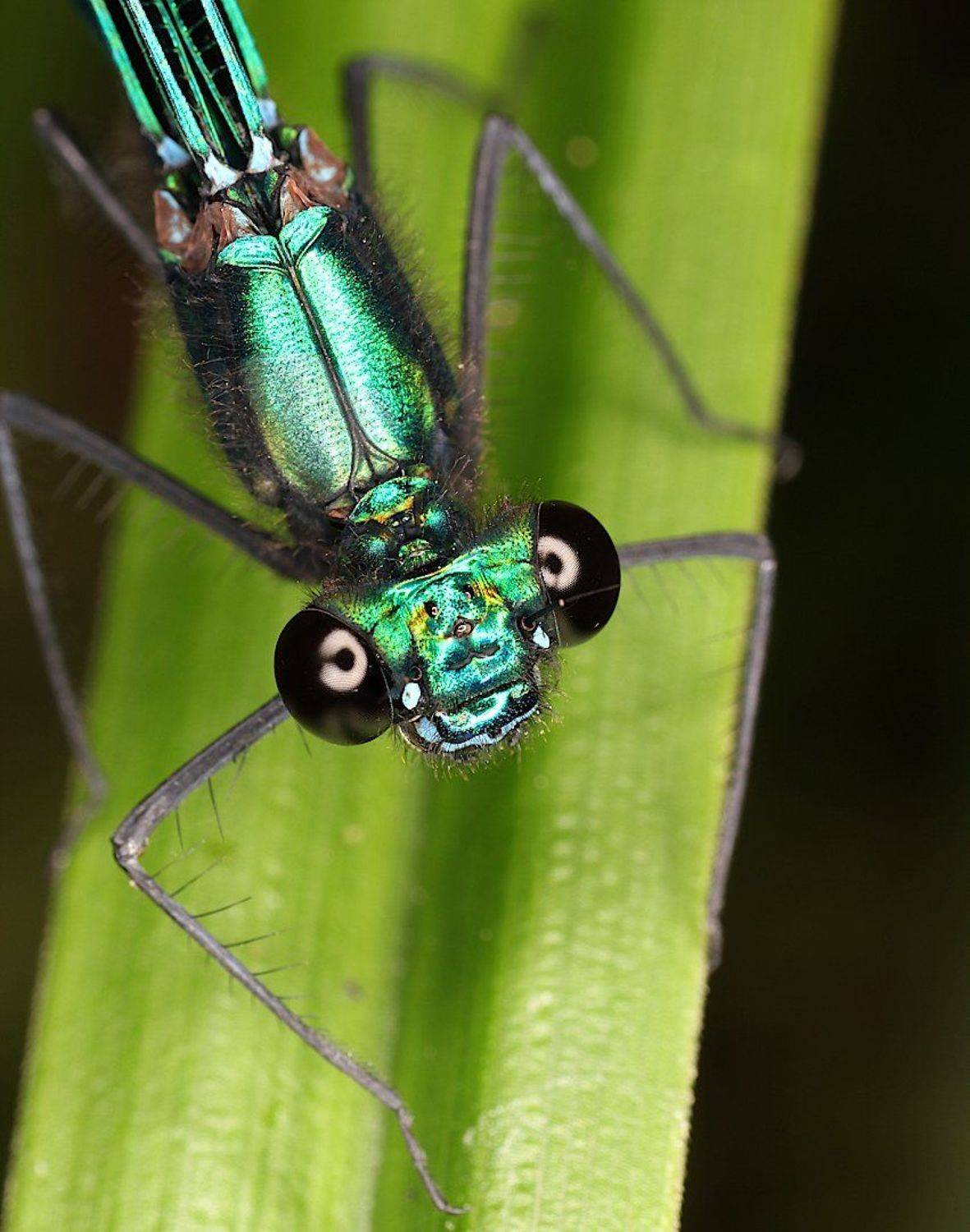 стрекоза красотка-девушка calopteryx virgo, Александр Зорин