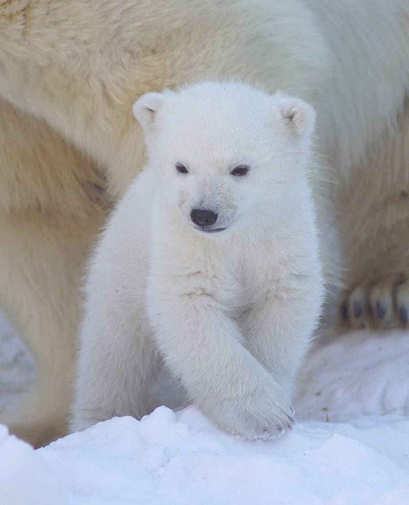 , Алексей Родак
