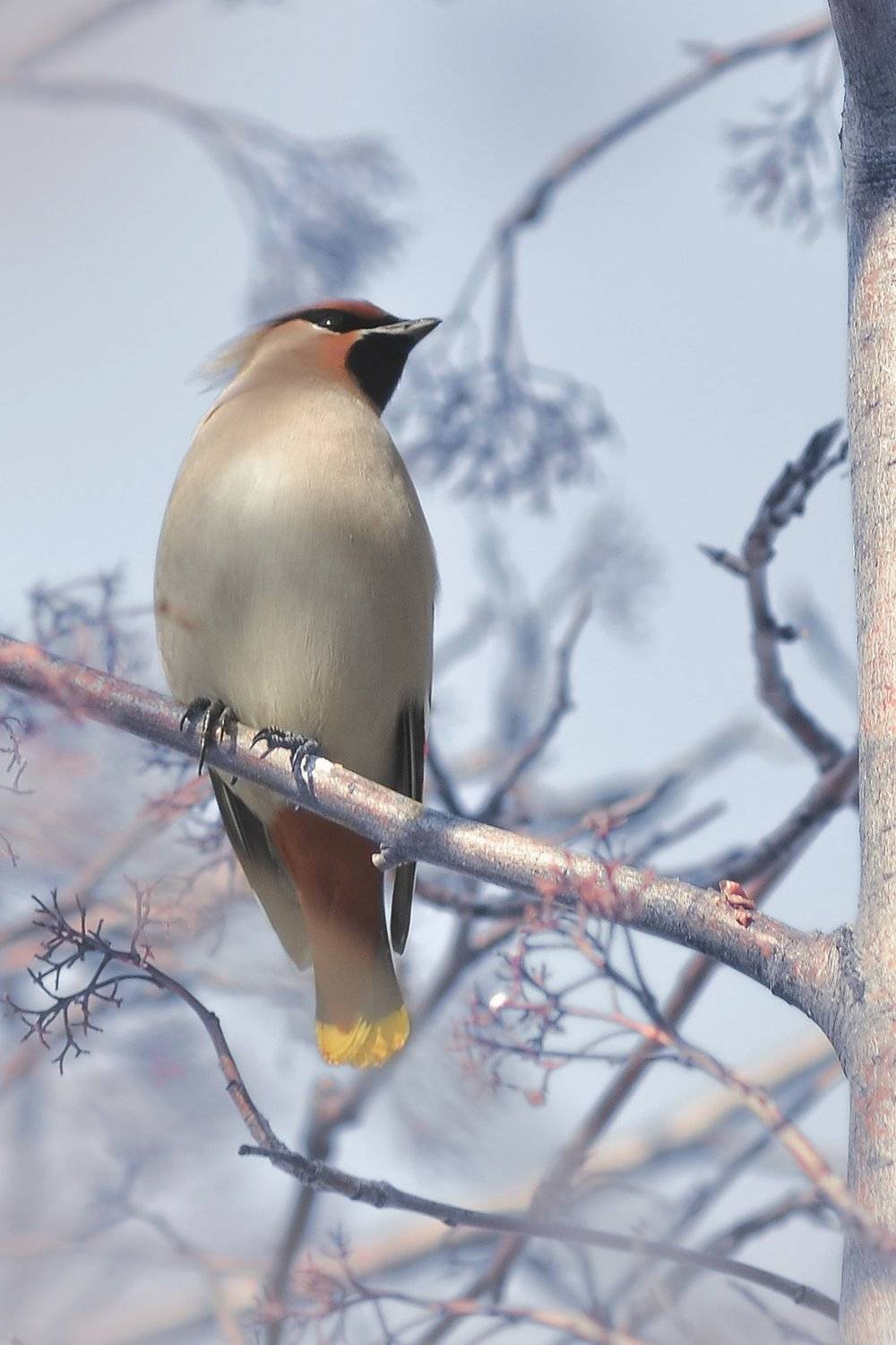 , Воинкова Ирина