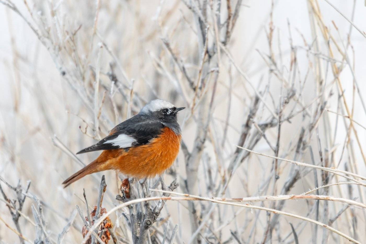 Краснобрюхая горихвостка, Алтай, Чуйская степь, зима, январь, Дмитрий Дубиковский