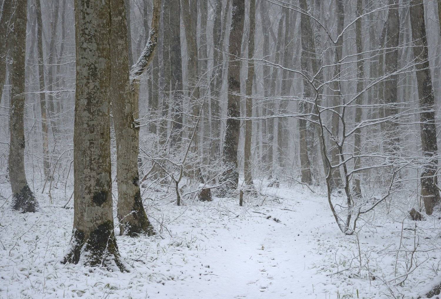 лес туман зима, Александр Жарников