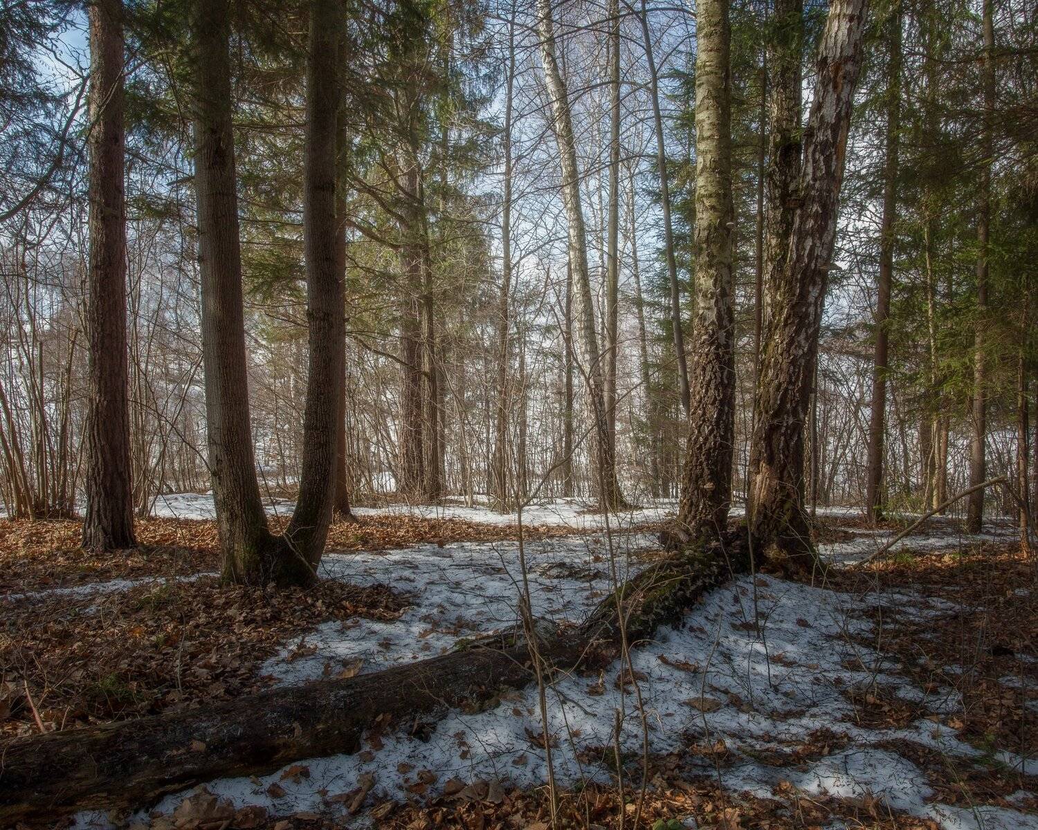 природа, пейзаж, весна, лес, Мартыненко Дмитрий
