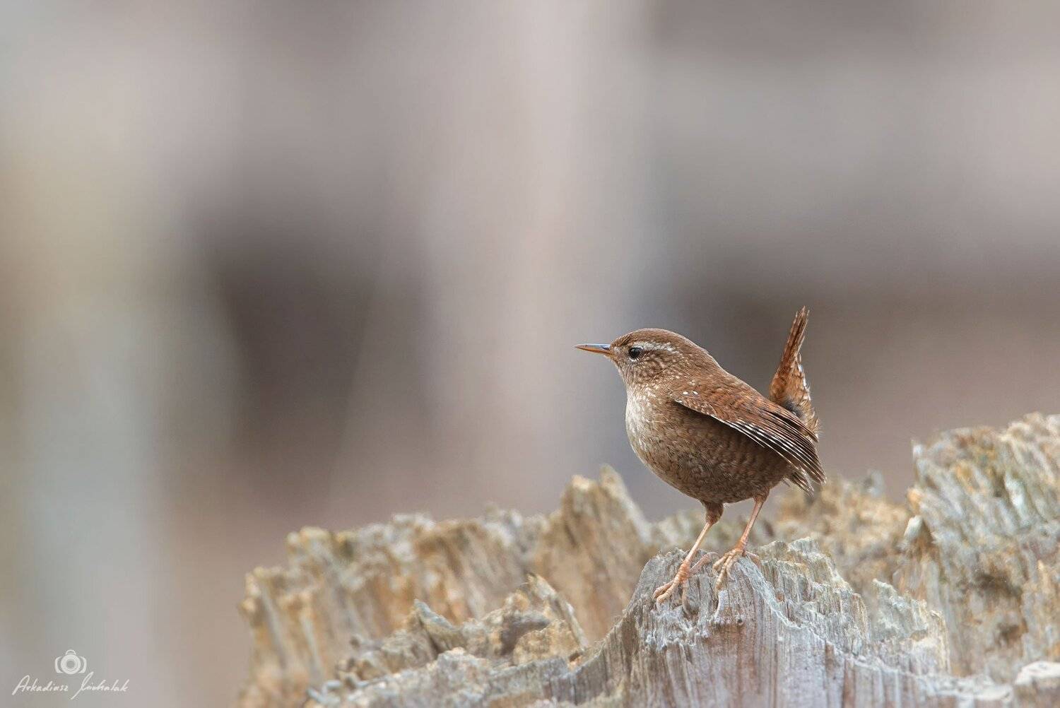, Arkadiusz Michalak