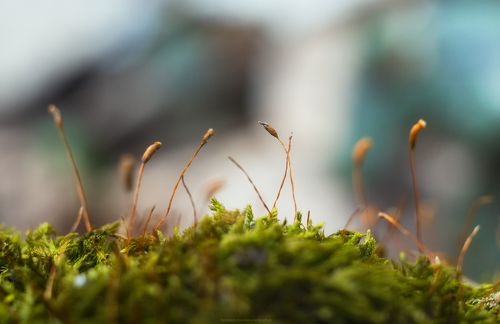 Пробуждение весны