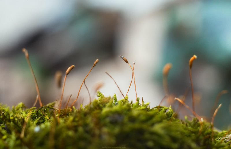 макро, весна, природа, гелиос Пробуждение весны фото превью