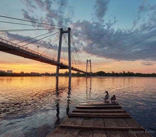 Утки встречают рассвет