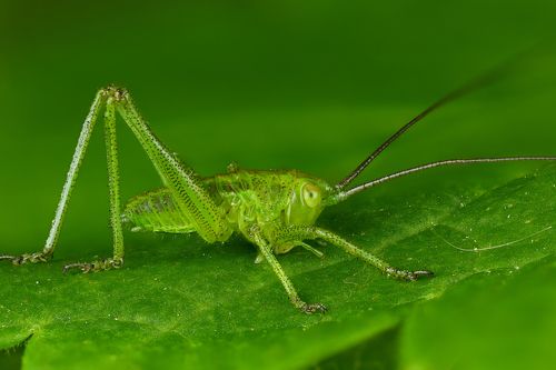 Кузнечик