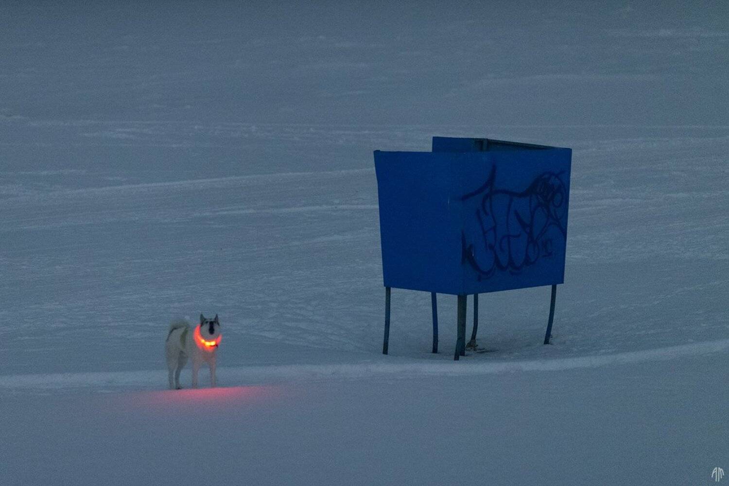 уличная фотография, streetphotography, животные, пёс, ночь,, Александр Малафеевский