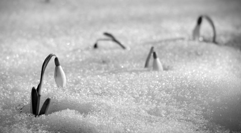 весна фото превью