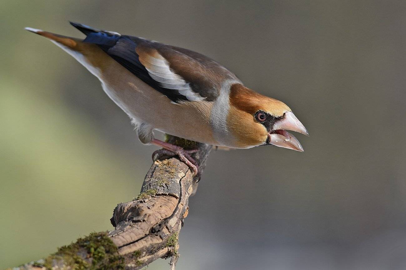 дубонос,самец,поза угрозы,бор, Иван