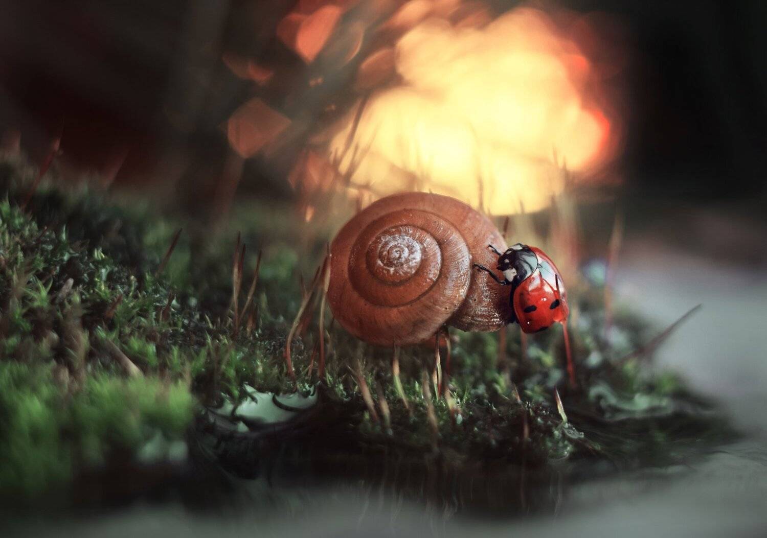 , Лапшина Владлена