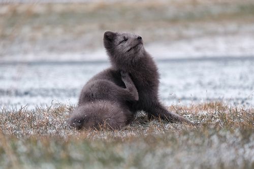 Arctic fox