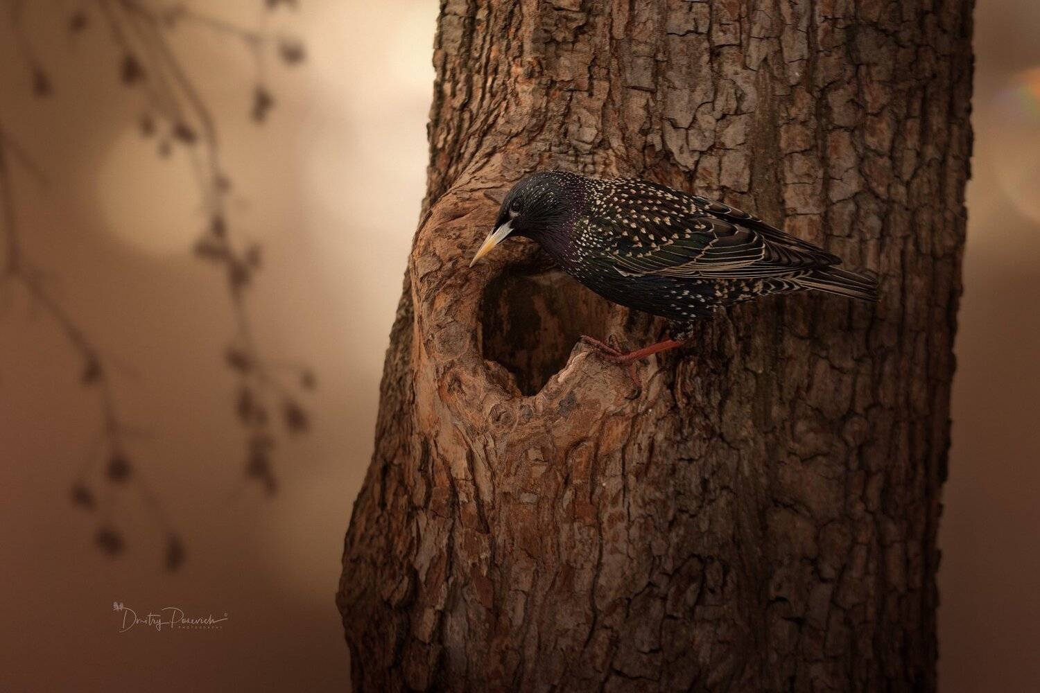 природа, животные, птицы, Дмитрий Посевич