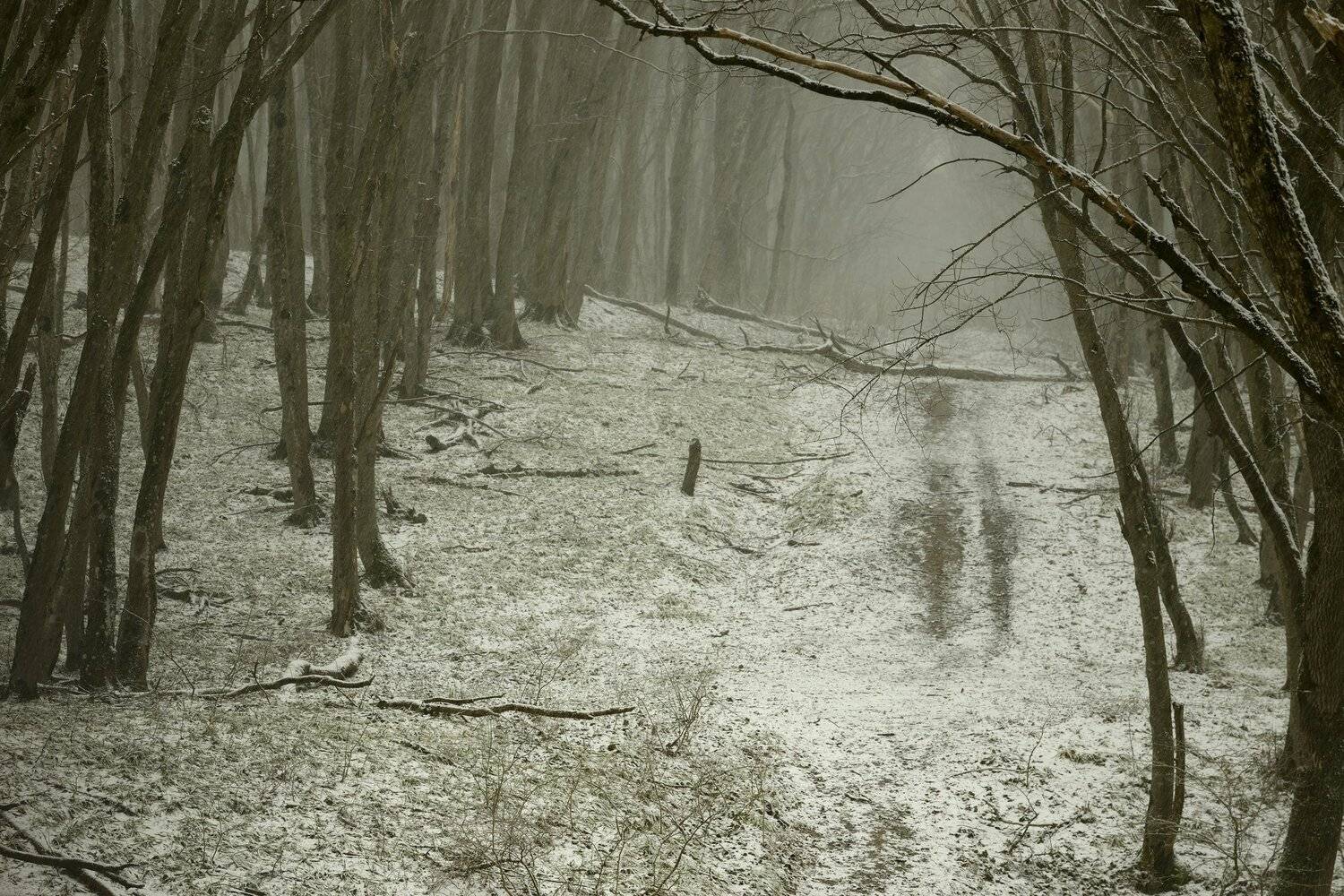 весна лес снег утро, Александр Жарников