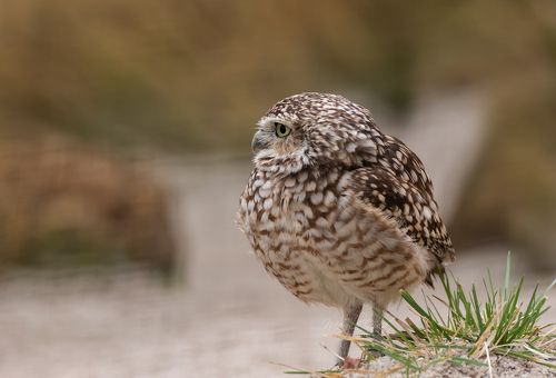 Burrowing Owl
