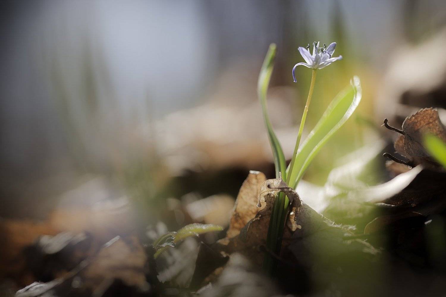 , Nicolae Fanurie Chirobocea