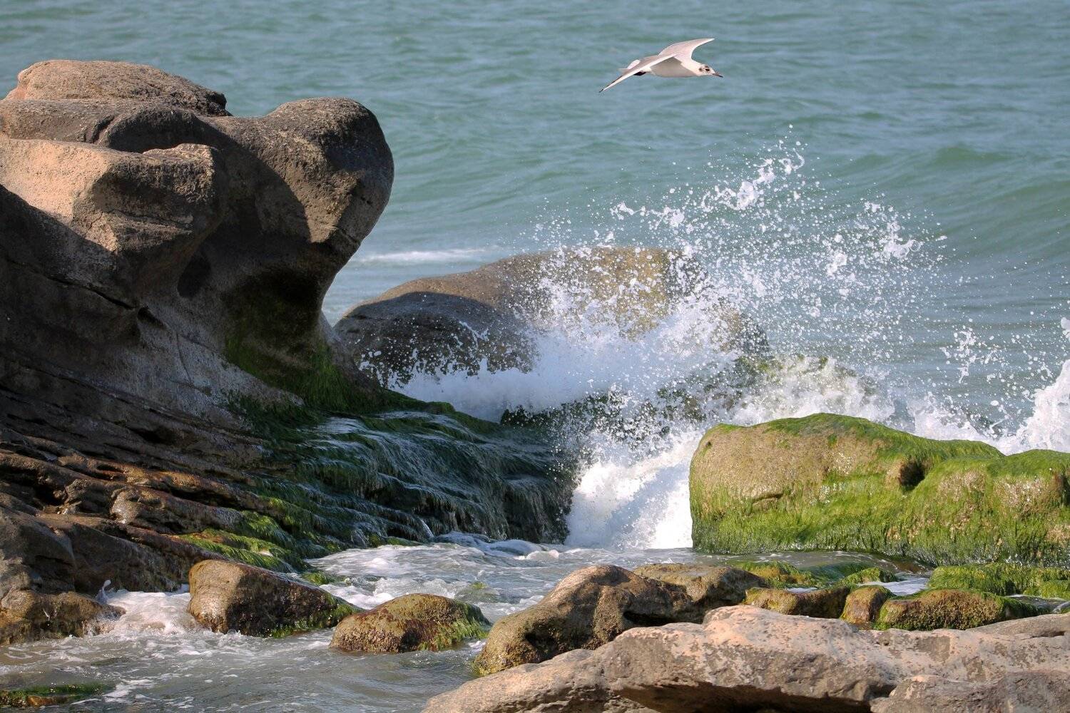 море,волны,чайка.весна,шторм,каспий, Marat Magov